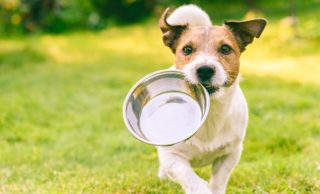 Německý útulek přišel s&nbsp;netradiční seznamkou. Nové majitele pro&nbsp;zvířata hledají přes aplikaci