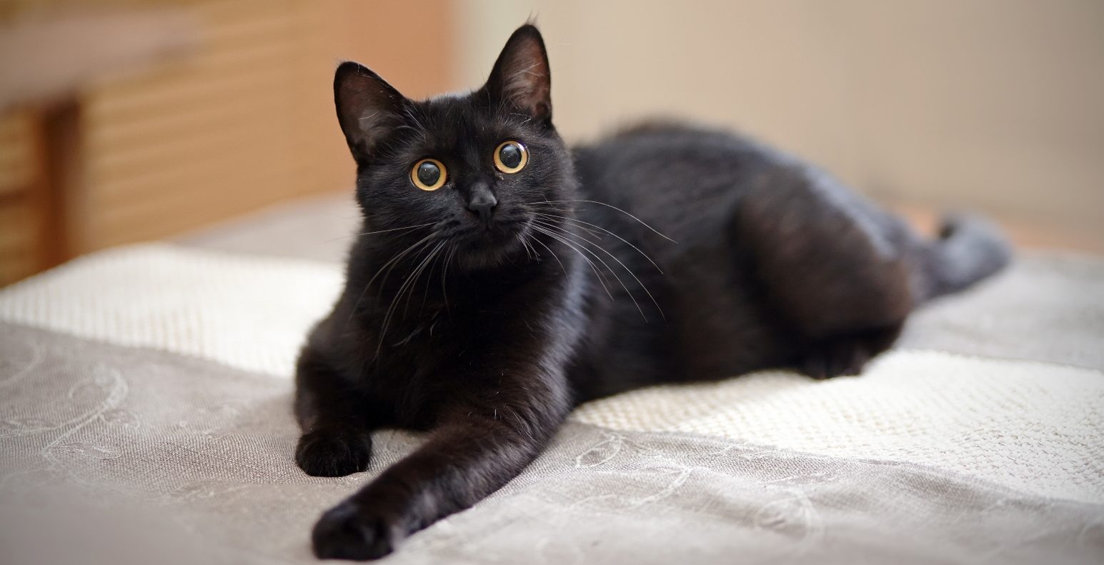 Nemáte takovou, ale bílou? Lidé se černým kočkám brání, přitom mají méně chorob než ty se světlou srstí