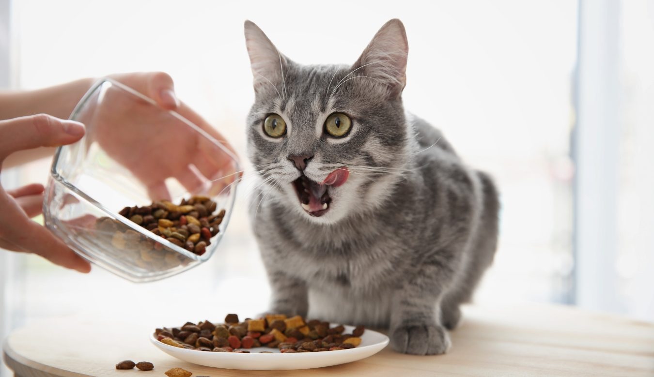 Jsou líné, jde jim jen o&nbsp;jídlo a&nbsp;chtějí všechno zadarmo. Vědci nenechali na&nbsp;kočkách nit suchou