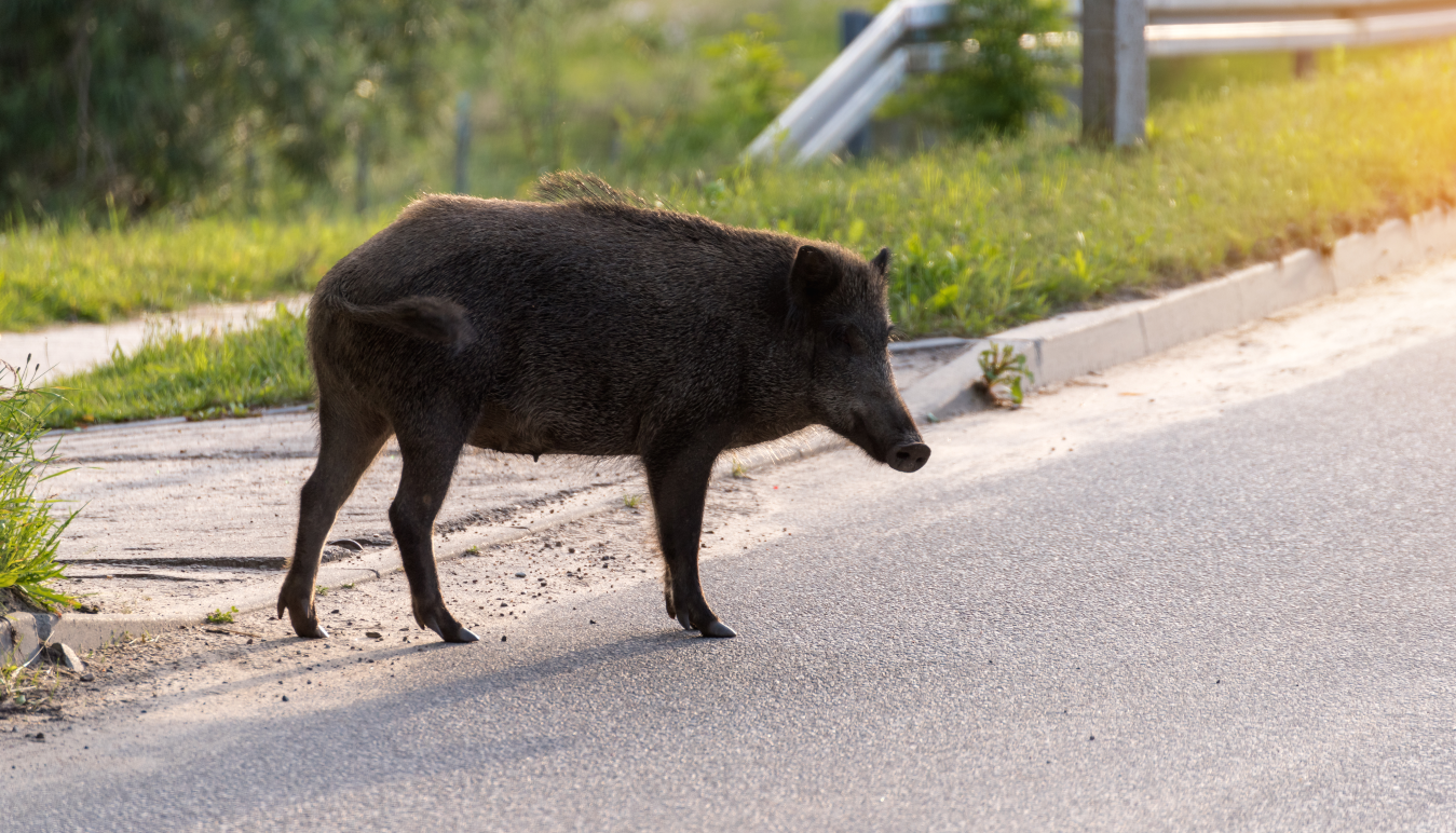 Řím terorizují divoká prasata. Obyvatelé jsou zoufalí