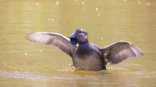 Mluvící pták? Samec kachnice při&nbsp;dvoření se zcela důvěryhodně napodobil lidskou řeč