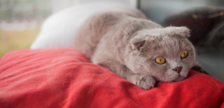 V pandemii byly kočky vystavené většímu stresu. Jak jim můžeme pomoci hodit se zpět do pohody?