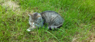 Mysleli si, že už kocoura nenajdou. Našli ho po&nbsp;deseti letech pár kilometrů od domu