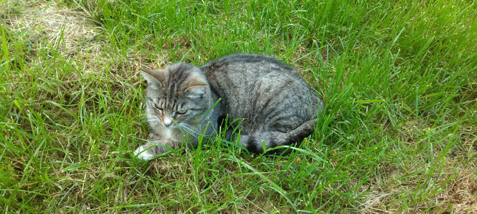 Mysleli si, že už kocoura nenajdou. Našli ho po&nbsp;deseti letech pár kilometrů od domu