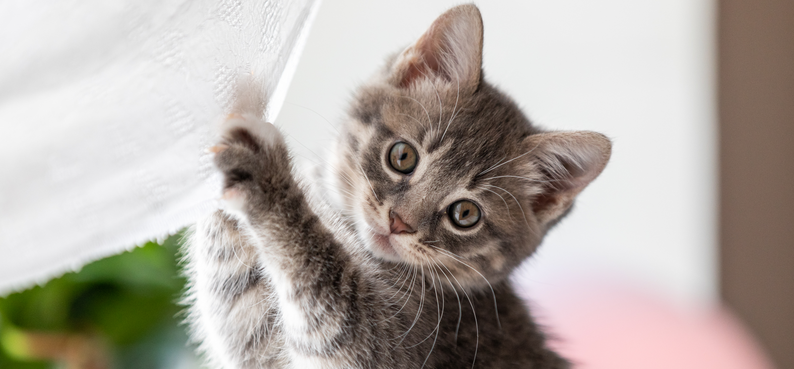 Půlkilové kotě způsobilo v&nbsp;ložnici neuvěřitelnou spoušť