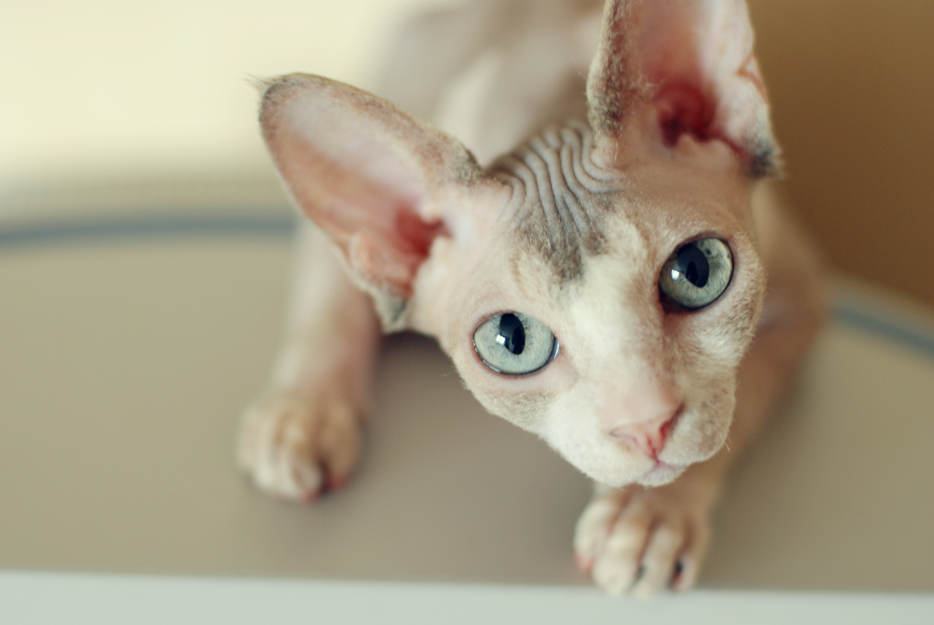 Kočka Sphynx: Jít do toho, nebo ne?