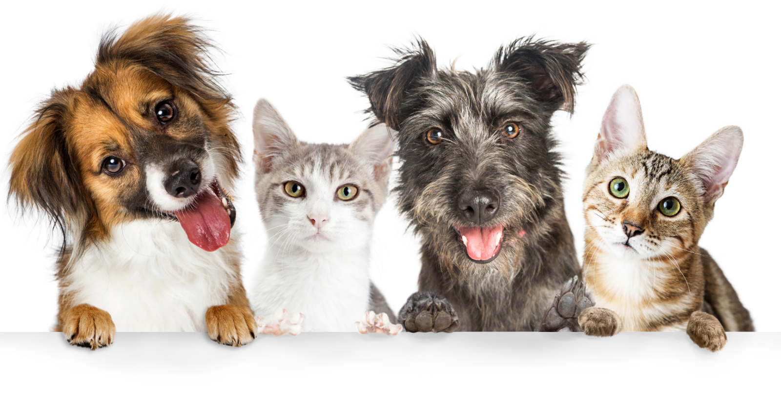 Kočka a&nbsp;pes toho mají společného víc, než byste si mysleli