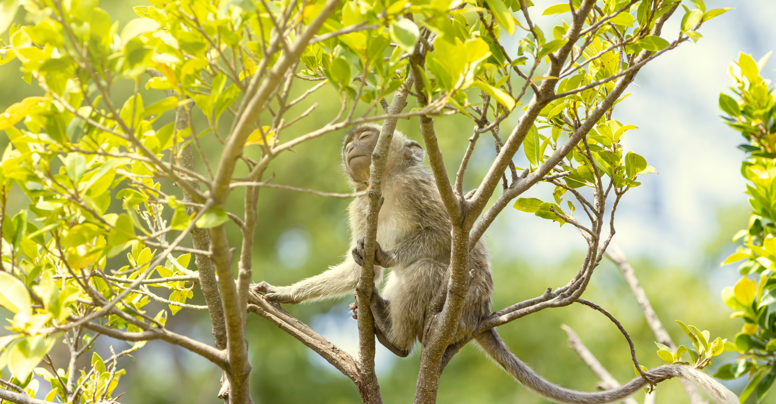 Opice unesla dvoutýdenní štěně. Na&nbsp;stromě ho držela tři dny