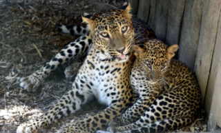 Malí rošťáci. Dvojčata levhartů z&nbsp;Brna se mají čile k&nbsp;světu, už zlobí i&nbsp;své chovatele