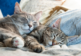 Máte doma více koček? Vědci žádají o&nbsp;pomoc, chtějí prozkoumat kočičí chování