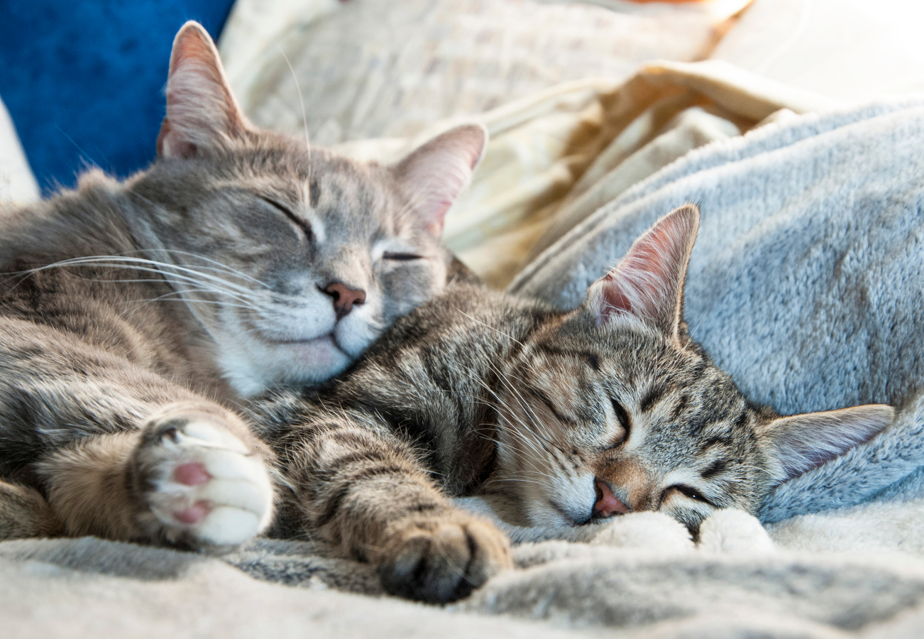 Máte doma více koček? Vědci žádají o&nbsp;pomoc, chtějí prozkoumat kočičí chování