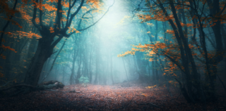 V Rumunsku mají les hrůzy. Ztrácí se zde lidé a&nbsp;nechybí paranormální jevy