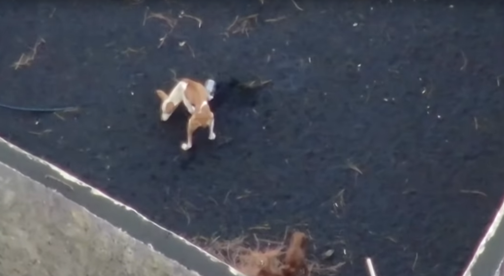 Na La Palmě krmí pomocí dronů psy, které erupce sopky uvěznila v&nbsp;troskách domu