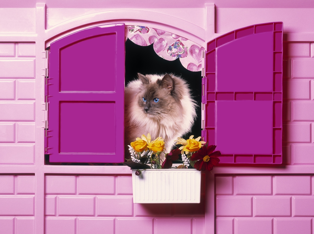 Turecko se připravuje na&nbsp;chladnou zimu. V&nbsp;jedné horské oblasti postavili pro&nbsp;kočky růžové domy