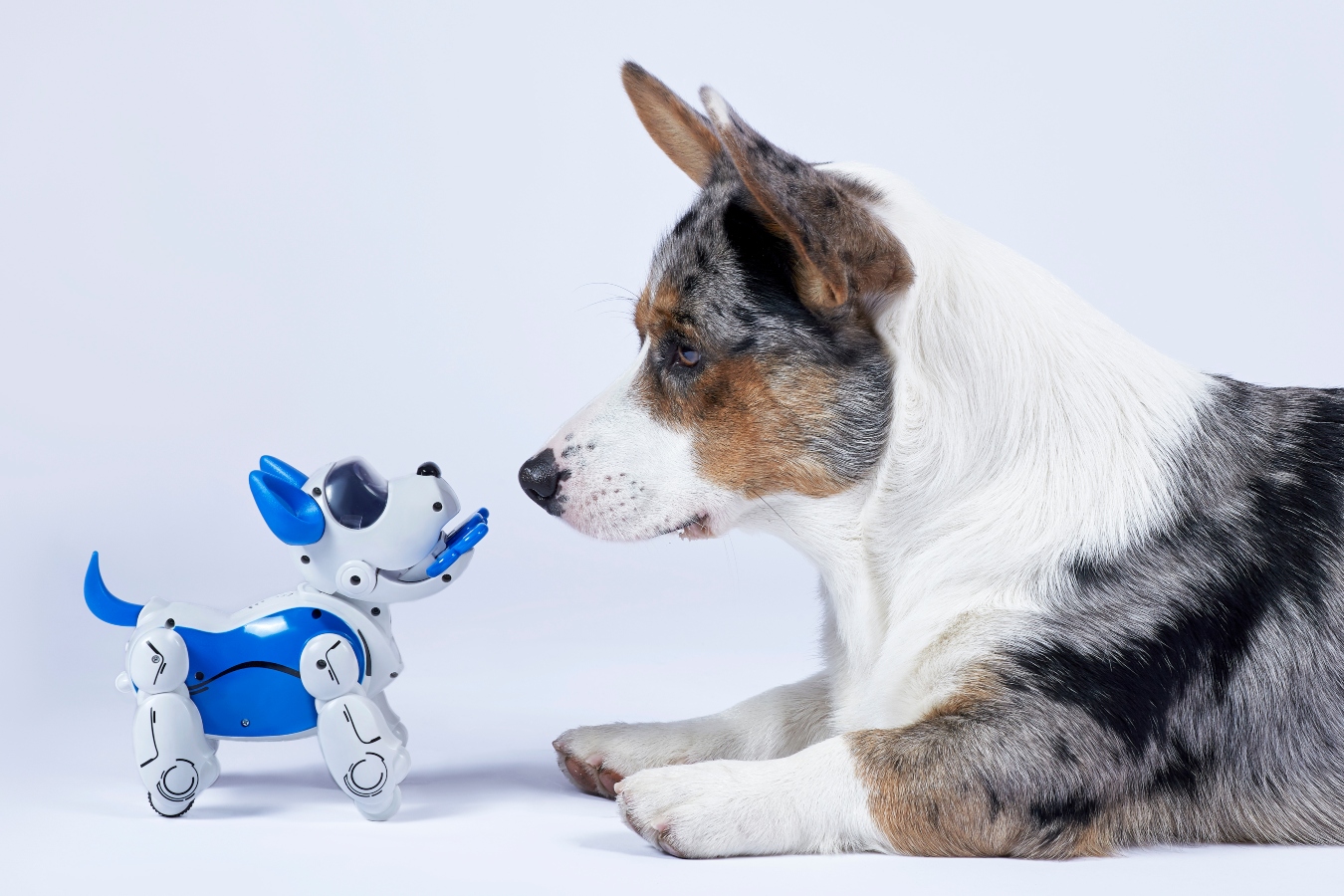 Nový pomocník do domácnosti? Na brněnském výstavišti představili robota, který vypadá jako pes