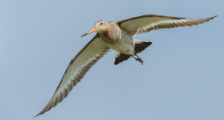 Břehouš se stal rekordmanem. Bez přestávky zdolal 13 tisíc kilometrů