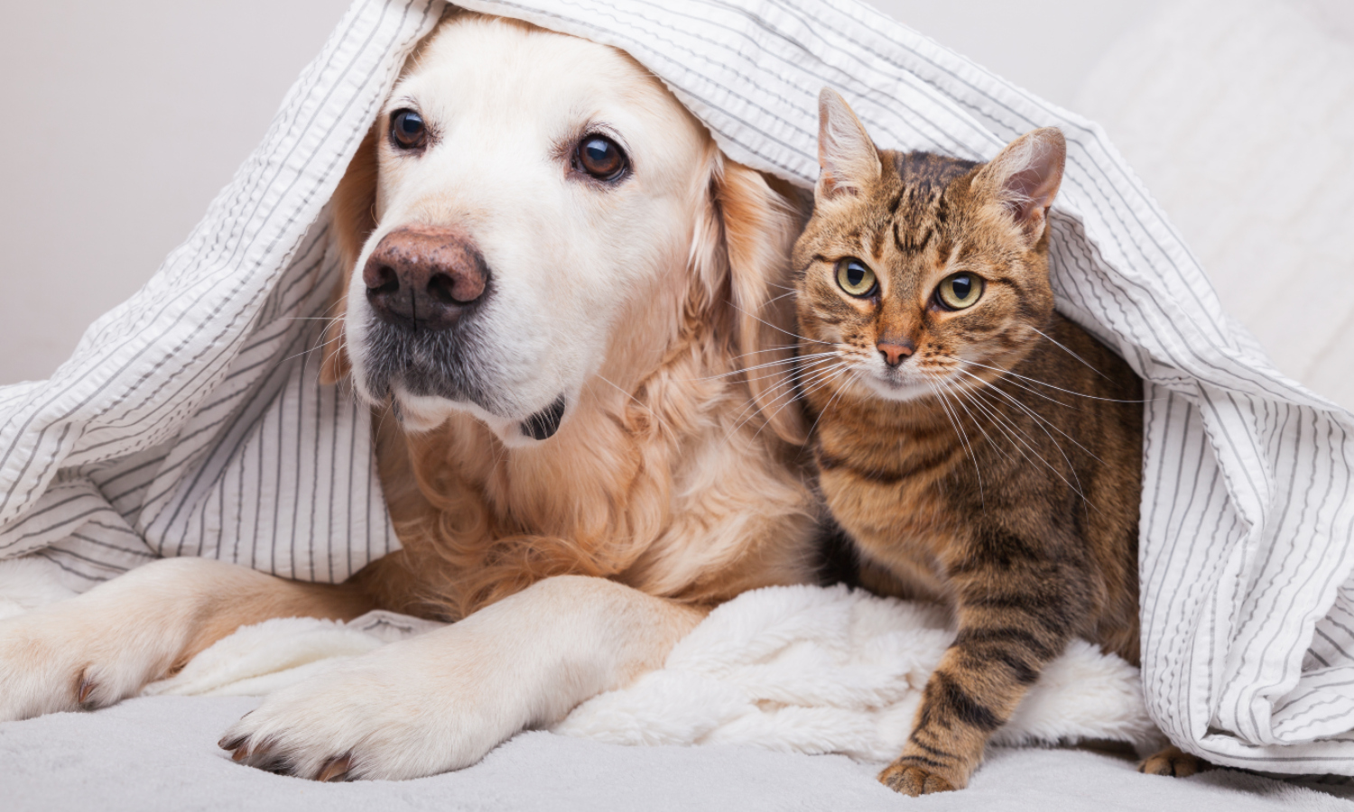 Jak spřátelit psa a&nbsp;kočku? Poradíme vám, čeho se držet