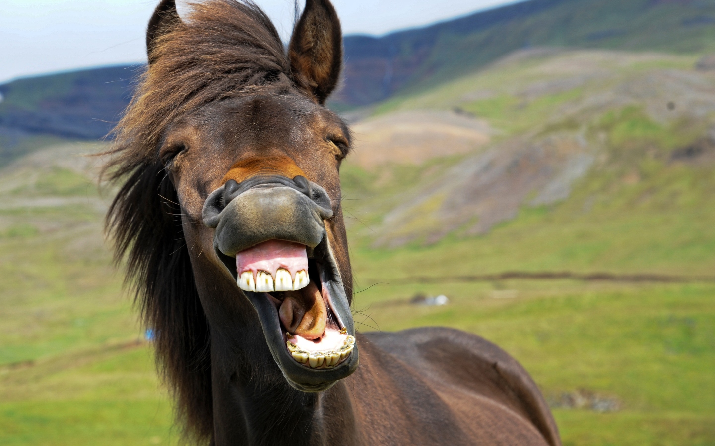 Nejlepší jméno pro&nbsp;dostihového koně? Sumomomomomomomomo