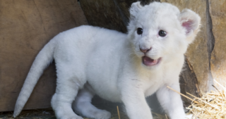 Nádhera! Ve Španělsku se narodila vzácná mláďata bílého lva