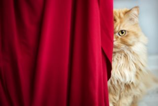 Hádanka: Najdete na&nbsp;dřevě ležící kočku?