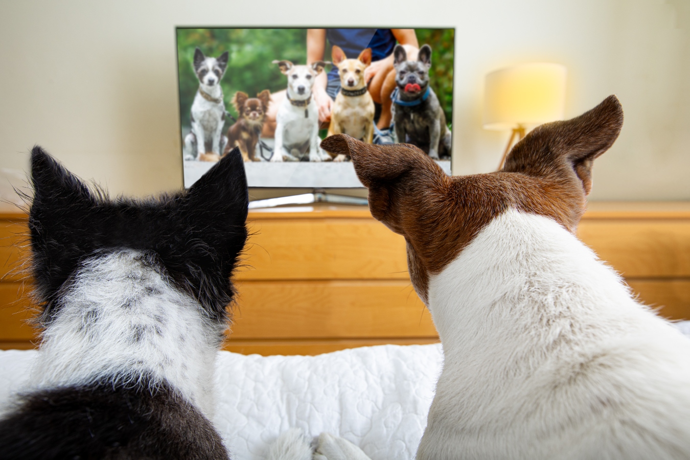 Stálá neznámá. Vědci vědí, že psi tuší, co běží v televizi, ale její obsah nevnímají