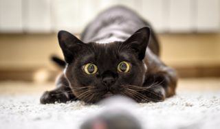 Kočičí kavárny jsou hitem. Místo v&nbsp;nich najdou kočičky, které neměly ideální start do života