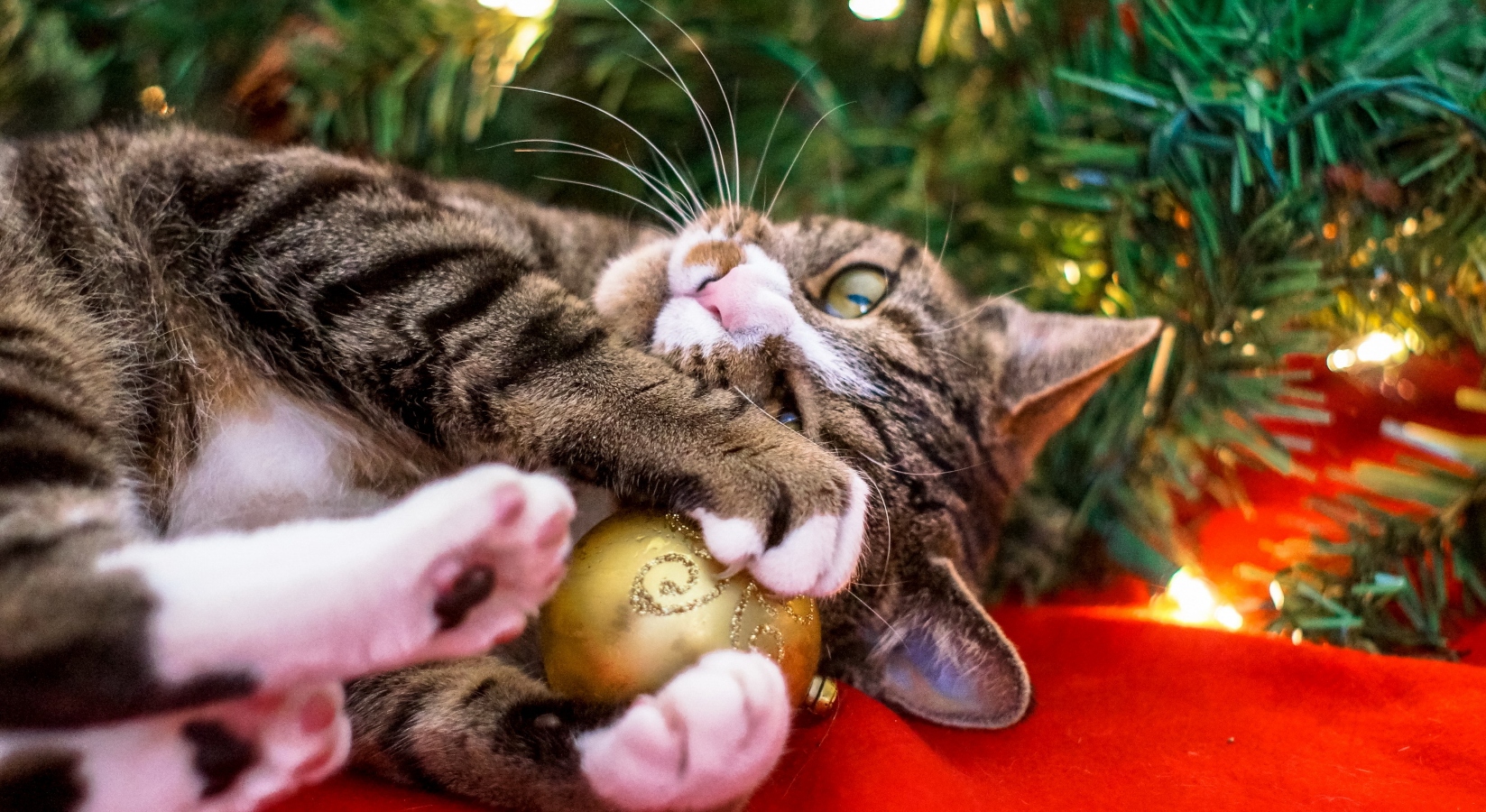 Jaké nebezpečí na&nbsp;nás číhá ve větvích vánočních stromků?