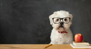 Která psí plemena jsou nejchytřejší, a&nbsp;která jsou na&nbsp;tom o&nbsp;něco hůře?