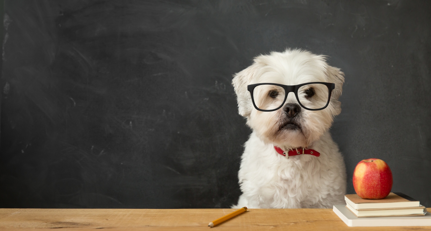 Která psí plemena jsou nejchytřejší, a&nbsp;která jsou na&nbsp;tom o&nbsp;něco hůře?