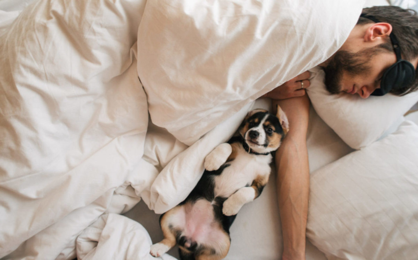 Toužíte po&nbsp;kvalitnějším spánku? Vědci radí, podělte se o&nbsp;postel se psem