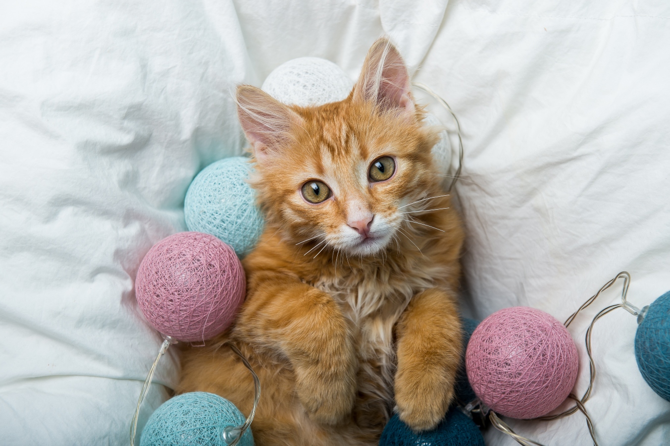 Mačka, cat, gatto nebo kedi. Jak se řekne kočka v&nbsp;evropských zemí?