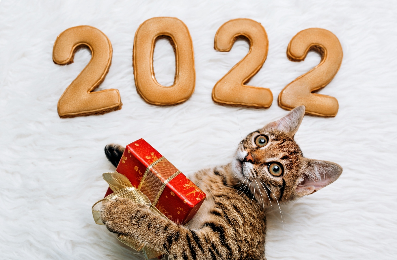 Novoroční předsevzetí nejen pro&nbsp;lidi. Zapojte do svých plánů na&nbsp;nový rok i&nbsp;vaše čtyřnohé kamarády