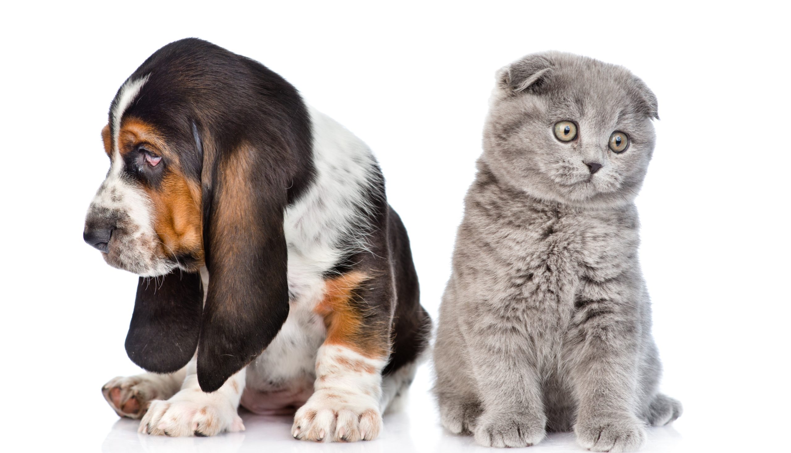 Mazlíčci v&nbsp;depresi: Může za to nuda a&nbsp;separační úzkost