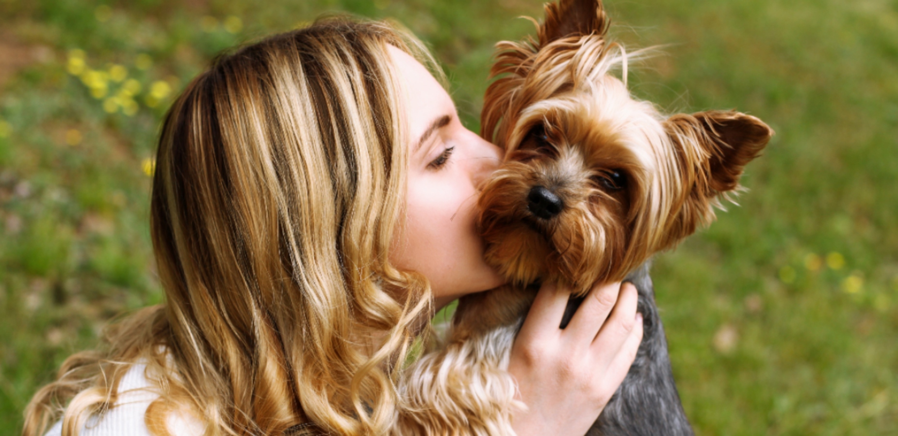 Ztracený jorkšír byl téměř ihned nabízen k&nbsp;prodeji za velké peníze