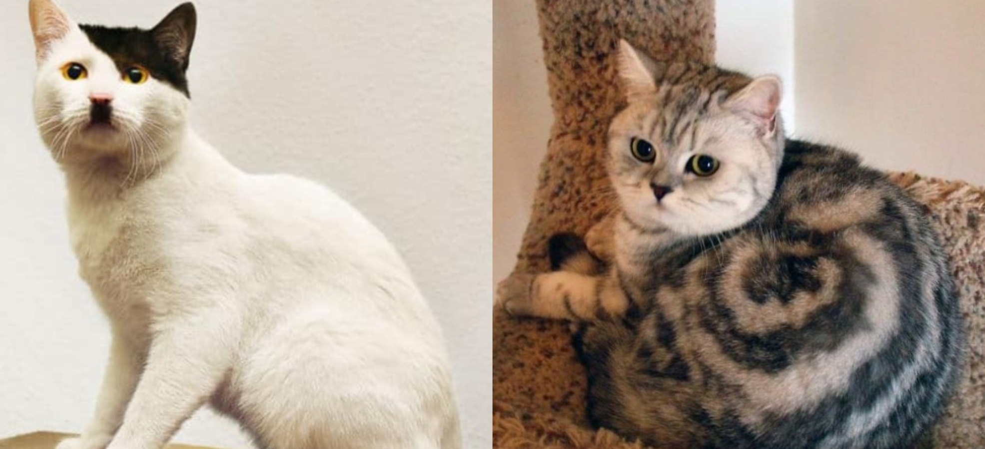 Podívejte se na&nbsp;unikátní kočičí kožíšky. Tady se příroda teda vyřádila