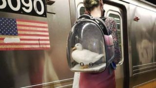 GALERIE: Tohle by nevymyslela ani AI! Za tímhle je sám život