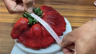 Neskutečné! V&nbsp;Izraeli vypěstovali rekordní jahodu, měří 18 centimetrů