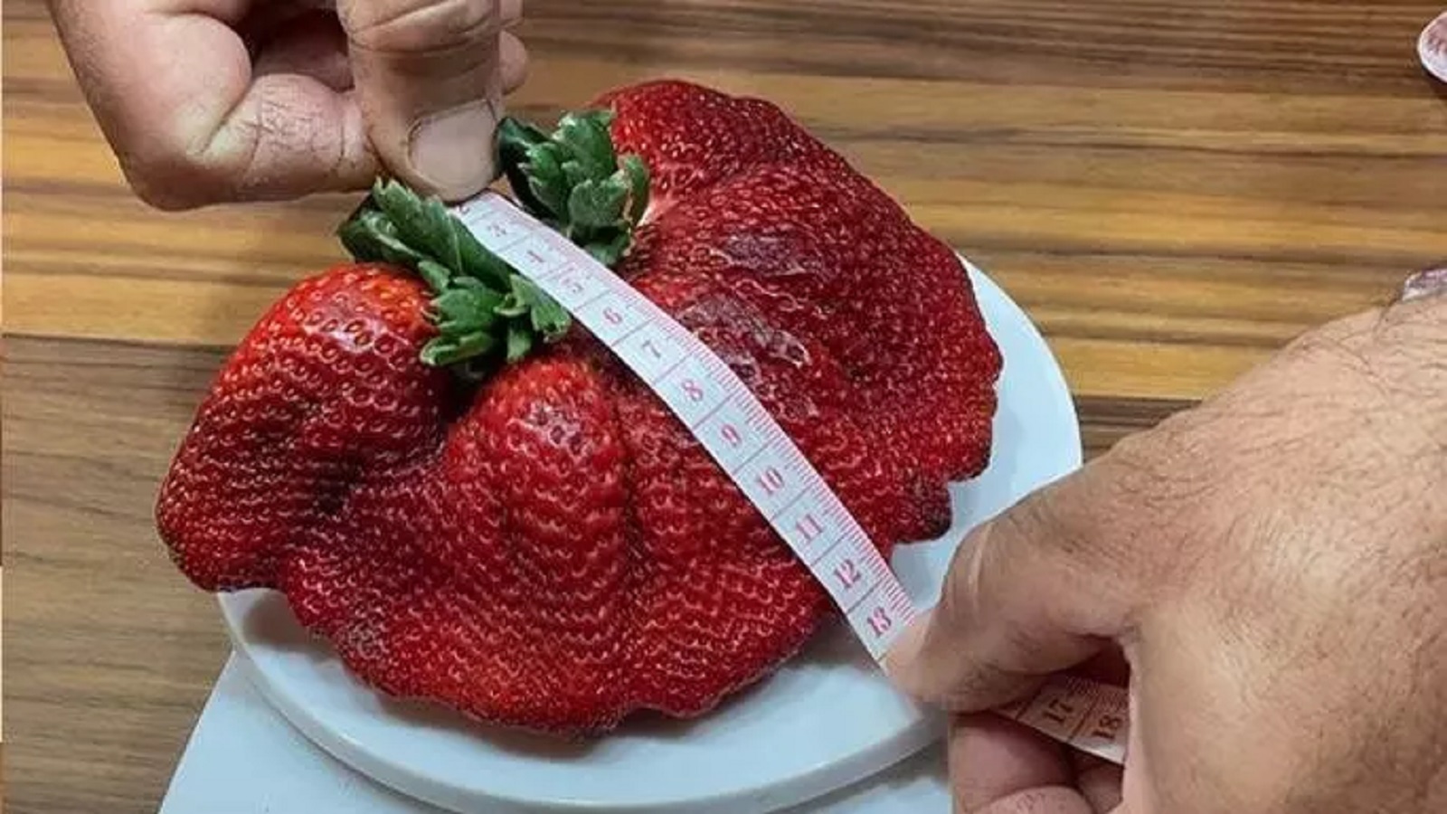 Neskutečné! V&nbsp;Izraeli vypěstovali rekordní jahodu, měří 18 centimetrů