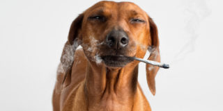 Pasivním kouřením ohrožujete zdraví svého domácího mazlíčka