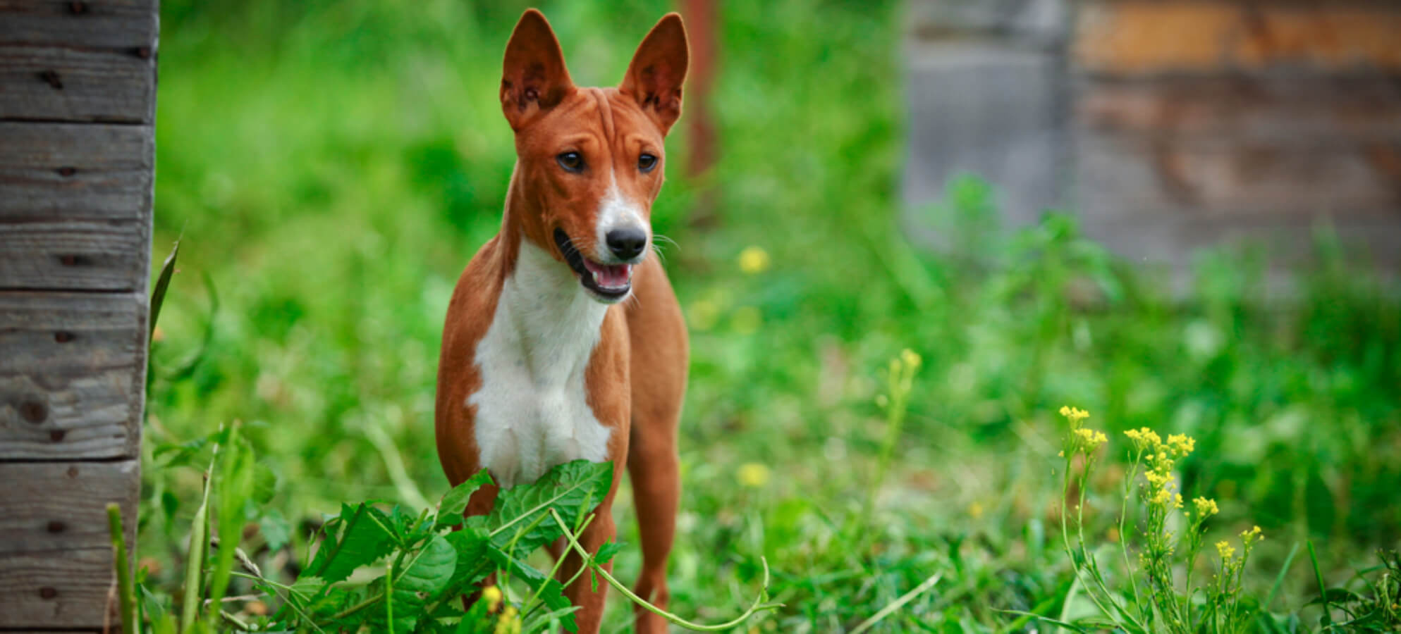 Kontroly veterinářů v&nbsp;chovech zvířat ukázaly nárůst chyb, nejzávažnější bylo týrání psů