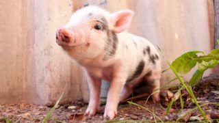 Vegani naštvali masožrouty drsnou reklamou s&nbsp;roztomilým prasátkem