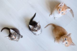 Hravost, učenlivost a&nbsp;dobrá paměť. Která kočičí plemena jsou ta nejchytřejší?