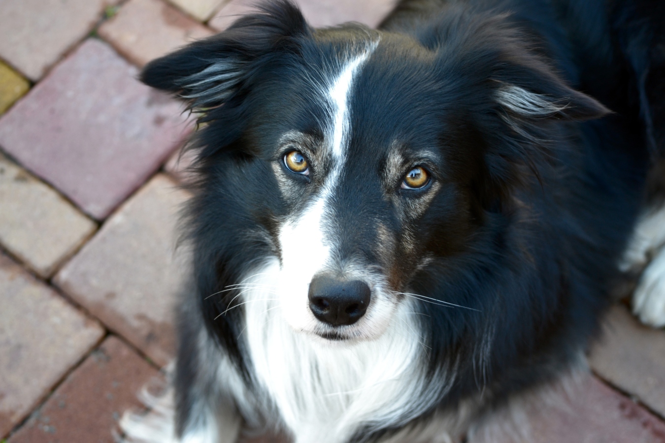 Border kolie z&nbsp;Ostravy se stále nenašla. Nepomohla ani odměna 50 tisíc korun