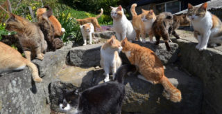 V Japonsku se pyšní Kočičím ostrovem. Žije na&nbsp;něm více micinek než lidí