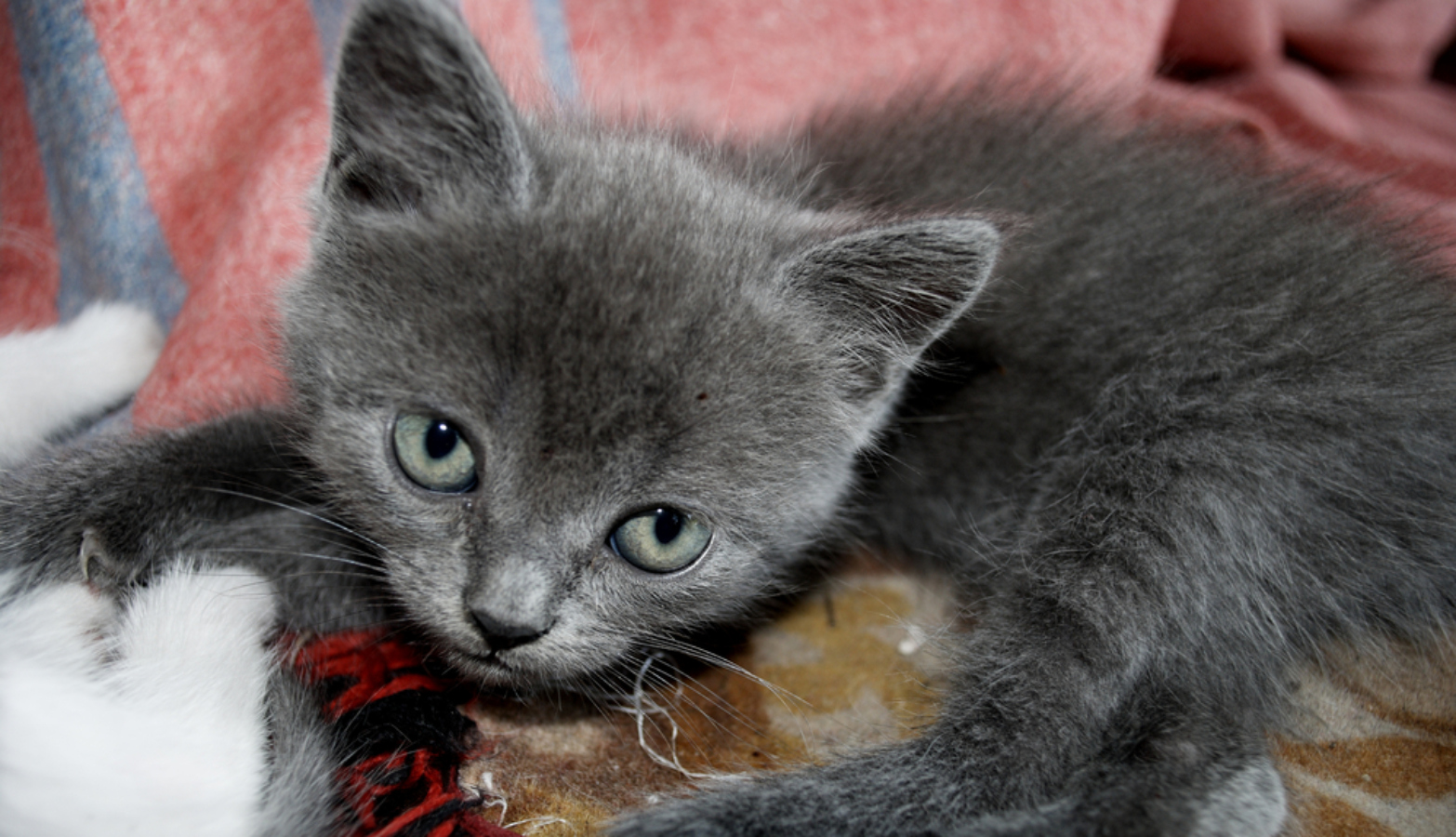Březí kočce před porodem vytvořte bezpečný pelíšek a&nbsp;dbejte na&nbsp;kvalitní stravu