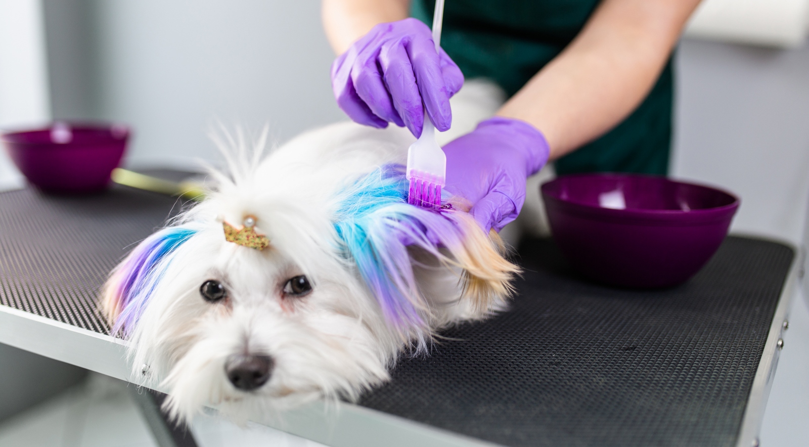 Zvířata nejsou módními doplňky. Toto zkrášlování mazlíčků se dá považovat za týrání