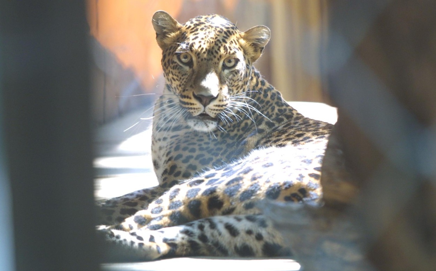 To je radosti! V Zoo Ostrava se po 14 letech narodila mláďata levhartů cejlonských