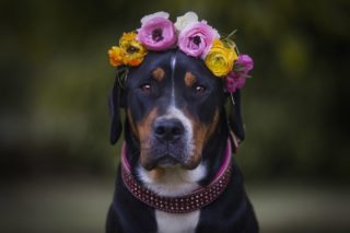 Obojek nebo vodítko pro&nbsp;psa? Rozhodnutí záleží na&nbsp;mnoha faktorech