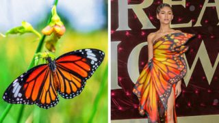 GALERIE: Celebrity, které se v&nbsp;oblečení nechaly inspirovat u&nbsp;zvířat