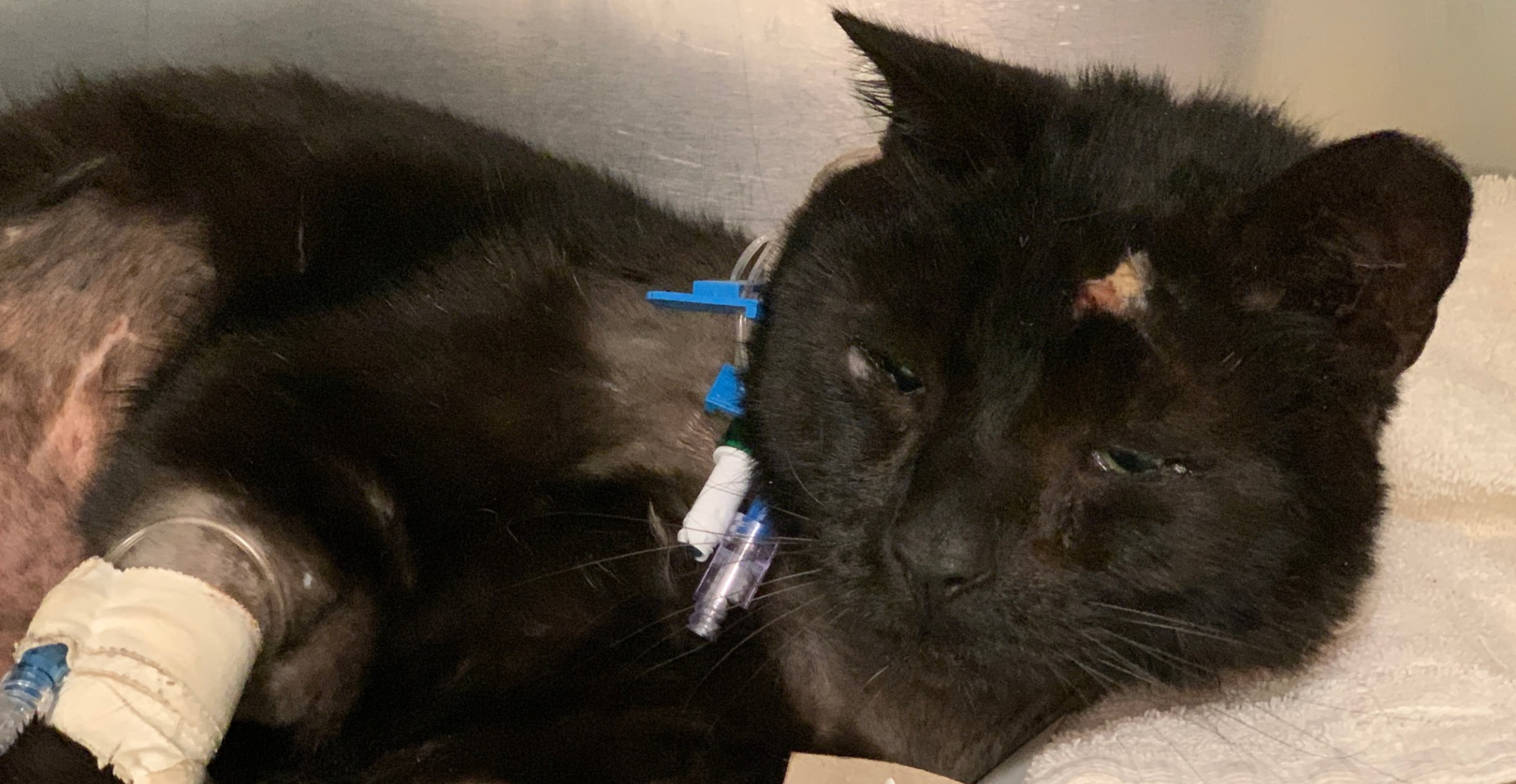 Napadený kocourek Buddy se pomalu zotavuje z&nbsp;hrůzného zážitku, brzo půjde k&nbsp;adopci